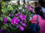 Orchid gardens