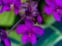 Orchid gardens