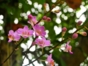 Orchid gardens