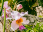 Orchid gardens