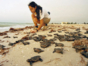 Turtle Nesting and Release Sighting" Tour