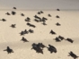 Turtle Nesting and Release Sighting" Tour