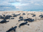 Turtle Nesting and Release Sighting" Tour