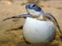Turtle Nesting and Release Sighting" Tour