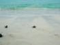 Turtle Nesting and Release Sighting" Tour