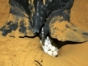 Turtle Nesting and Release Sighting" Tour