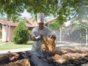Barbecue at the Pool