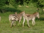 Animals in Exterior Areas