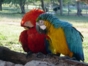 Animals in Exterior Areas