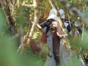 Birdwatching tour in La Gran Piedra, Santiago de Cuba
