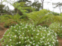 botanical  garden