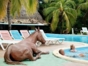 Pool Bar El Potro
