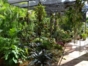 House garden view