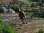 Exhibitions of horses at La Casona