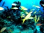 Scuba diving tour in Playa Girón, Matanzas