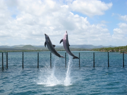 Sea lions and dolphins shows, naranjo Bay Aquarium, Holguin