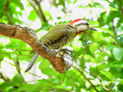Jeep Safari  “NATURE TOUR BIRDWATCHING IN SOPLILLAR TRAIL”