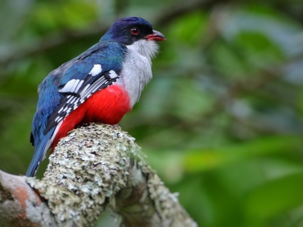 Nature Tour "Birdwatching on the Soplillar Trail