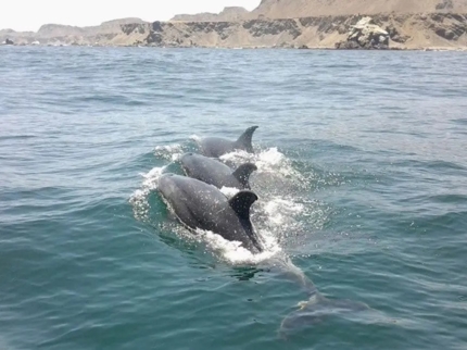 Knowing the Dolphins in Isla Dama, Coquicombo region, Chile