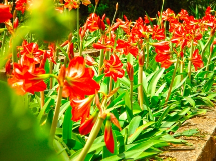 Botanical garden, Cienfuegos