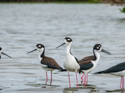"BIRD WATCHING IN CAYO COCO + LOMA DE CUNAGUA + CIÉNAGA DE ZAPATA" Tour