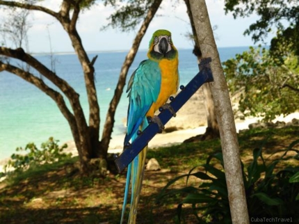 fauna cayo saetia
