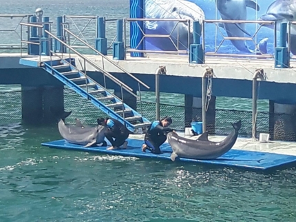 “DOLPHIN SHOW AT THE DOLPHINARIUM IN CAYO SANTA MARIA“ Tour