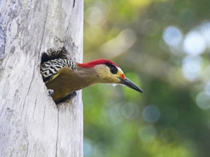 "VISIT TO LOMA DE CUNAGUA WILDLIFE REFUGE" Tour