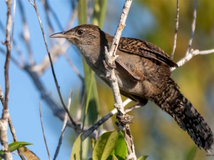 Nature Tour "Birdwatching on the Hondones Trail"