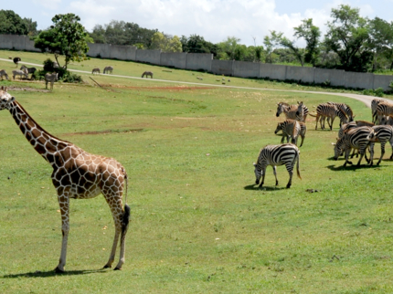 Cuban National Zoo-African prairie-Havana-Cuba
