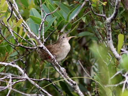 Nature Tour "Birdwatching on the Enigma of the Rock Trail