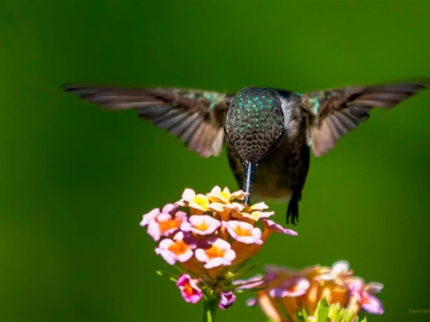 Nature Tour "Birdwatching, Nature and History"