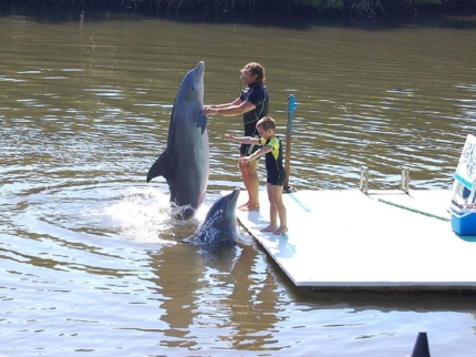 Dolphin Experience in Varadero