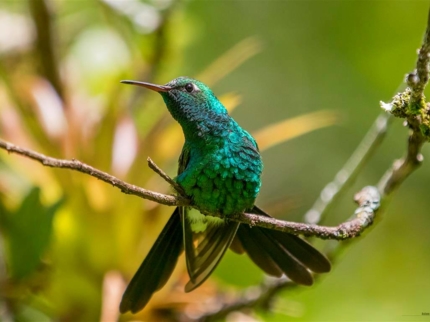 Colibri,  Rocazul biopark, Holguín
