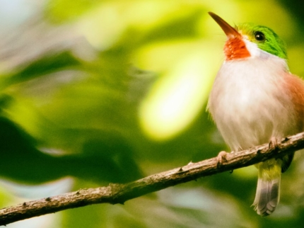 Jeep Safari "NATURE TOUR BIRDWATCHING IN EL ENIGMA DE LAS ROCAS TRAIL"