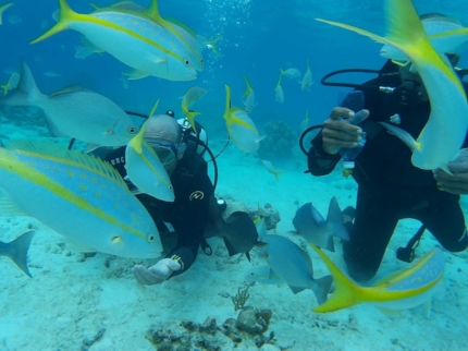 Scuba Diving in Havana