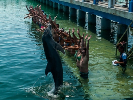"Fantasy with Dolphins and Sea Lions" Tour