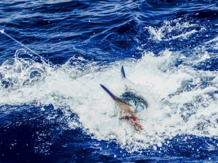 Deep Sea Fishing in Tarara Tour