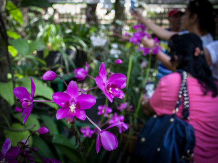 Orchid gardens