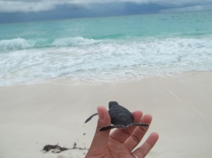 Turtle Nesting and Release Sighting" Tour