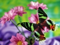 Butterfly, Turquino National Park