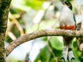 Tocororo, -“Birdwatching tour ”, Las Terrazas