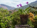 “Ride to Soroa in Old Fashion American Classic Cars” Tour