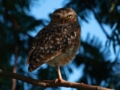 Siju Platanero- "Night birdwatching"