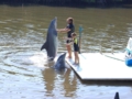 Dolphin Experience in Varadero