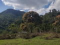 "El Brujito" Trail