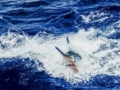 Deep Sea Fishing in Tarara Tour