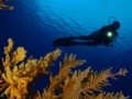 Diving in Trinidad Tour