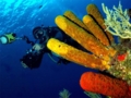 Diving in Havana