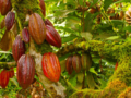 “Visit to FINCA DUABA – RÍO TOA” Tour